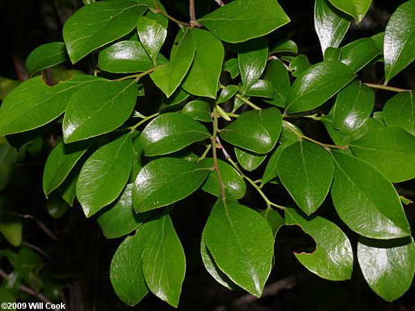 Sparkleberry (Vaccinium arboreum)