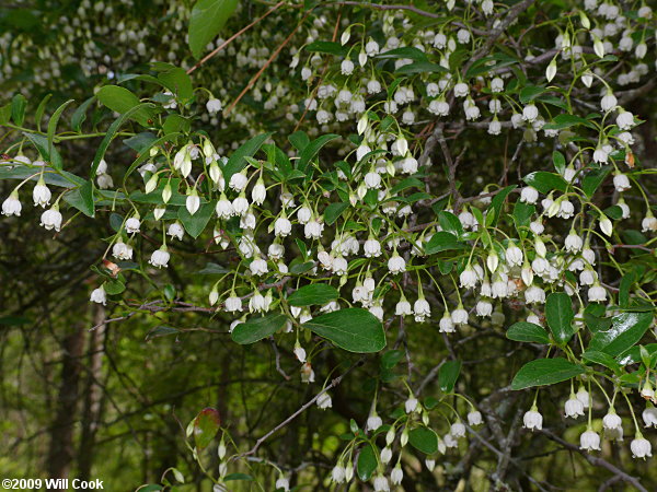 Sparkleberry (Vaccinium arboreum)