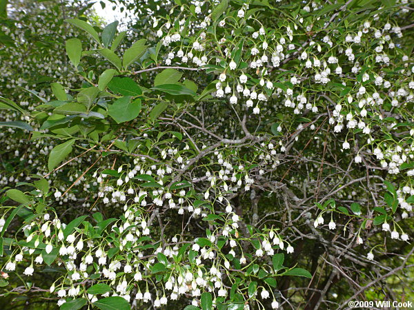 Sparkleberry (Vaccinium arboreum)