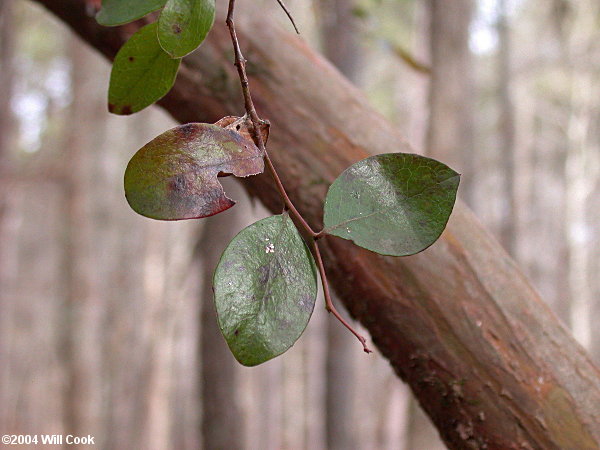 Sparkleberry (Vaccinium arboreum)