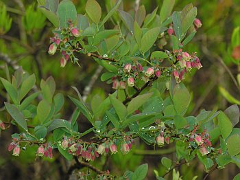 Smooth Highbush Blueberry (Vaccinium corymbosum)