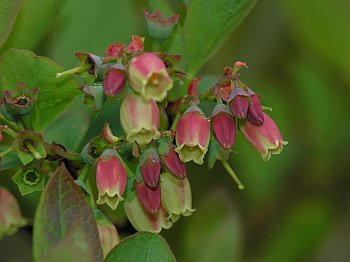 Smooth Highbush Blueberry (Vaccinium corymbosum)