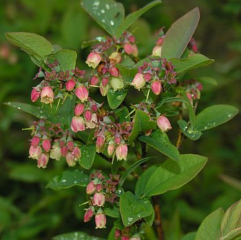 Smooth Highbush Blueberry (Vaccinium corymbosum)