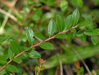 Creeping Blueberry (Vaccinium crassifolium)