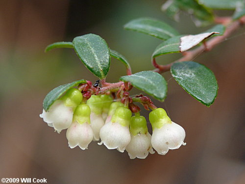 Creeping Blueberry (Vaccinium crassifolium) flowers