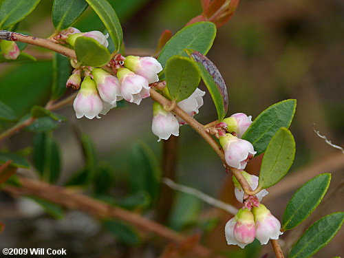 Creeping Blueberry (Vaccinium crassifolium) flowers