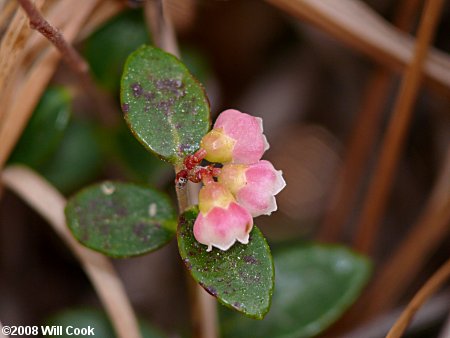 Creeping Blueberry (Vaccinium crassifolium) flowers