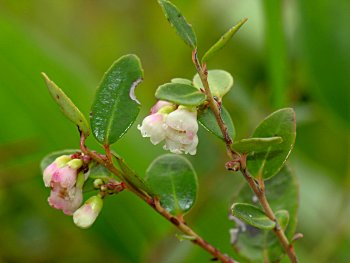 Creeping Blueberry (Vaccinium crassifolium)