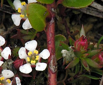 Creeping Blueberry (Vaccinium crassifolium)