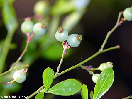 Elliott's Blueberry, Mayberry (Vaccinium elliottii)