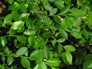 Elliott's Blueberry, Mayberry (Vaccinium elliottii)