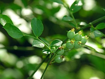 Elliott's Blueberry, Mayberry (Vaccinium elliottii)