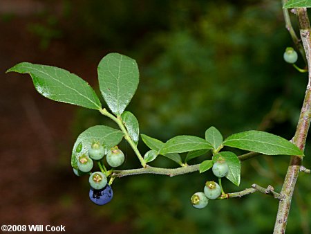 Elliott's Blueberry, Mayberry (Vaccinium elliottii)