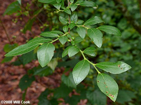 Elliott's Blueberry, Mayberry (Vaccinium elliottii)