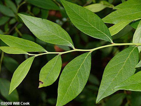 Southern Highbush Blueberry (Vaccinium formosum)