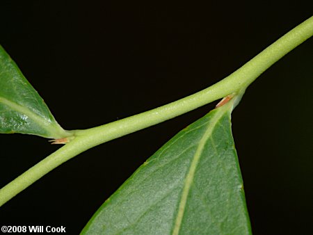 Southern Highbush Blueberry (Vaccinium formosum)