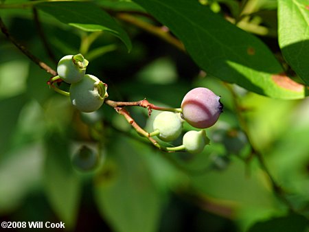 Southern Highbush Blueberry (Vaccinium formosum)
