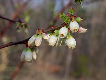 Black Highbush Blueberry (Vaccinium fuscatum)