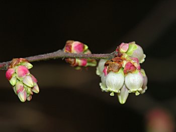 Black Highbush Blueberry (Vaccinium fuscatum) flowers