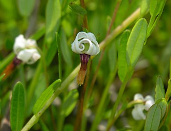 Cranberry (Vaccinium macrocarpon)