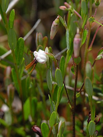 Cranberry (Vaccinium macrocarpon)