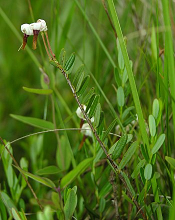 Cranberry (Vaccinium macrocarpon)