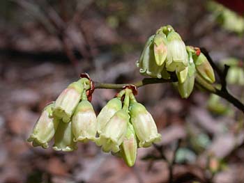 Hillside Blueberry (Vaccinium pallidum)