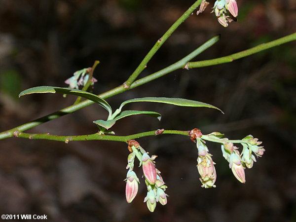 Hillside Blueberry (Vaccinium pallidum)