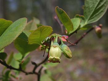 Hillside Blueberry (Vaccinium pallidum)