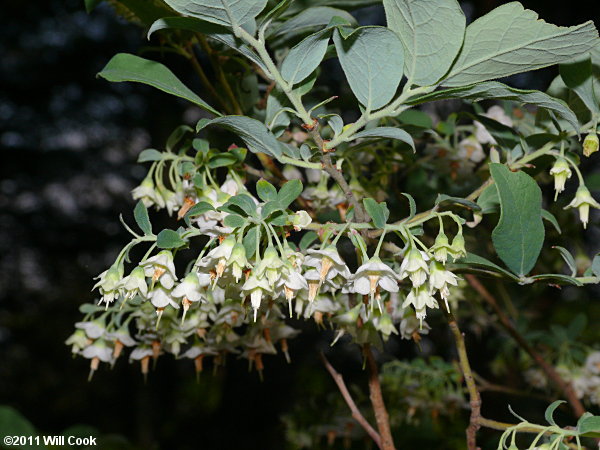 Deerberry (Vaccinium stamineum) flowers