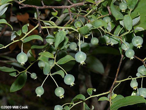 Deerberry (Vaccinium stamineum) fruit