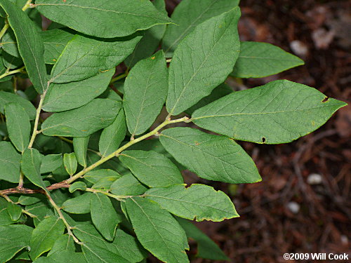 Deerberry (Vaccinium stamineum) leaves