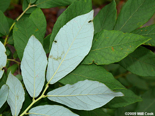 Deerberry (Vaccinium stamineum) leaves