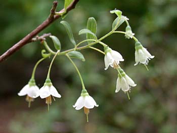 Deerberry (Vaccinium stamineum) flowers