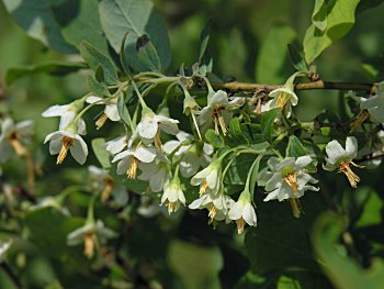 Deerberry (Vaccinium stamineum) flowers