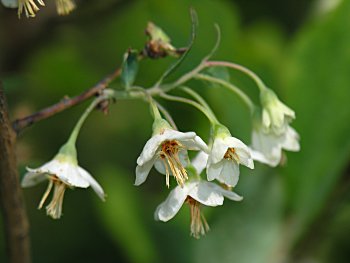 Deerberry (Vaccinium stamineum) flowers