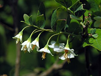 Deerberry (Vaccinium stamineum) flowers