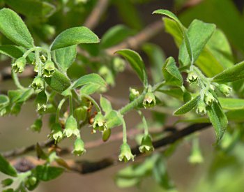 Deerberry (Vaccinium stamineum) flowers