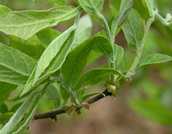 Deerberry (Vaccinium stamineum) leaves