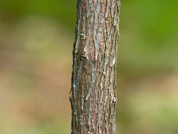 Deerberry (Vaccinium stamineum) bark