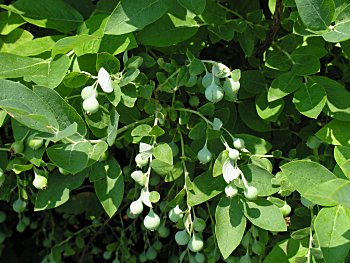 Deerberry (Vaccinium stamineum) fruit