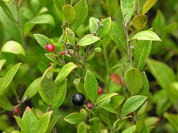 Small Black Blueberry (Vaccinium tenellum)