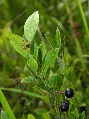 Small Black Blueberry (Vaccinium tenellum)