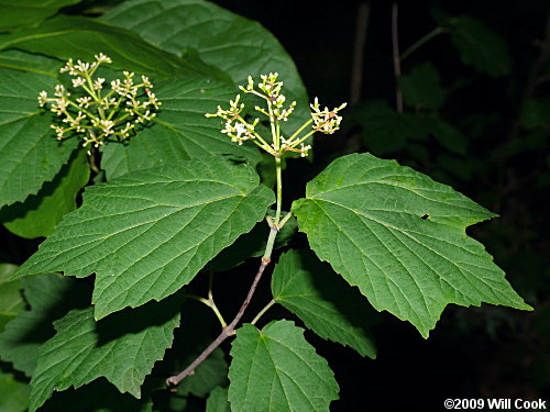 Maple-leaf Viburnum (Viburnum acerifolium)