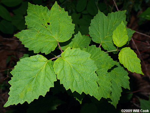 Maple-leaf Viburnum (Viburnum acerifolium)