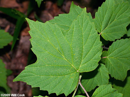 Maple-leaf Viburnum (Viburnum acerifolium)