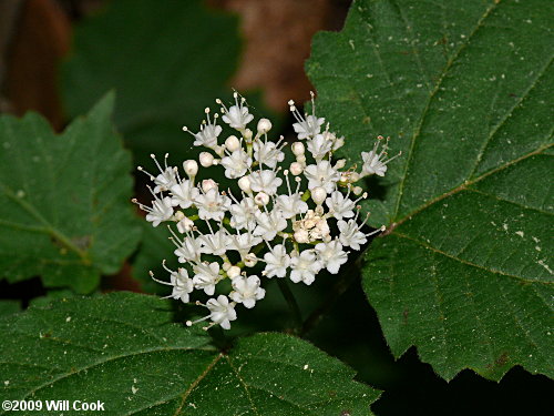 Maple-leaf Viburnum (Viburnum acerifolium)