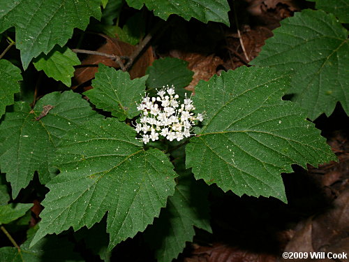 Maple-leaf Viburnum (Viburnum acerifolium)