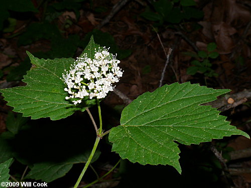 Maple-leaf Viburnum (Viburnum acerifolium)