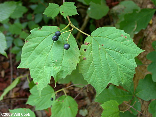 Maple-leaf Viburnum (Viburnum acerifolium)